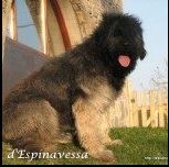 Bild laden 2270_DucIIDEspinavessa2017_1.jpg