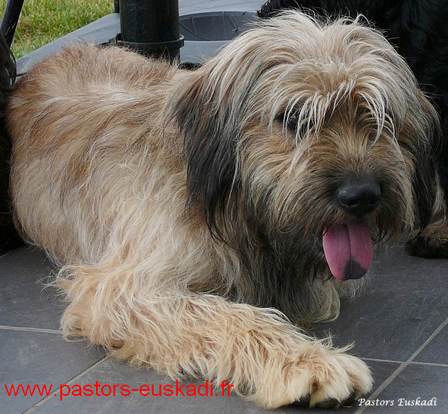 Bild laden 3448_DucIIIdEspinavessa2.jpg