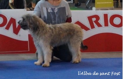 Bild laden 6789_OndiadelAlbadeSantFost2017_1.jpg