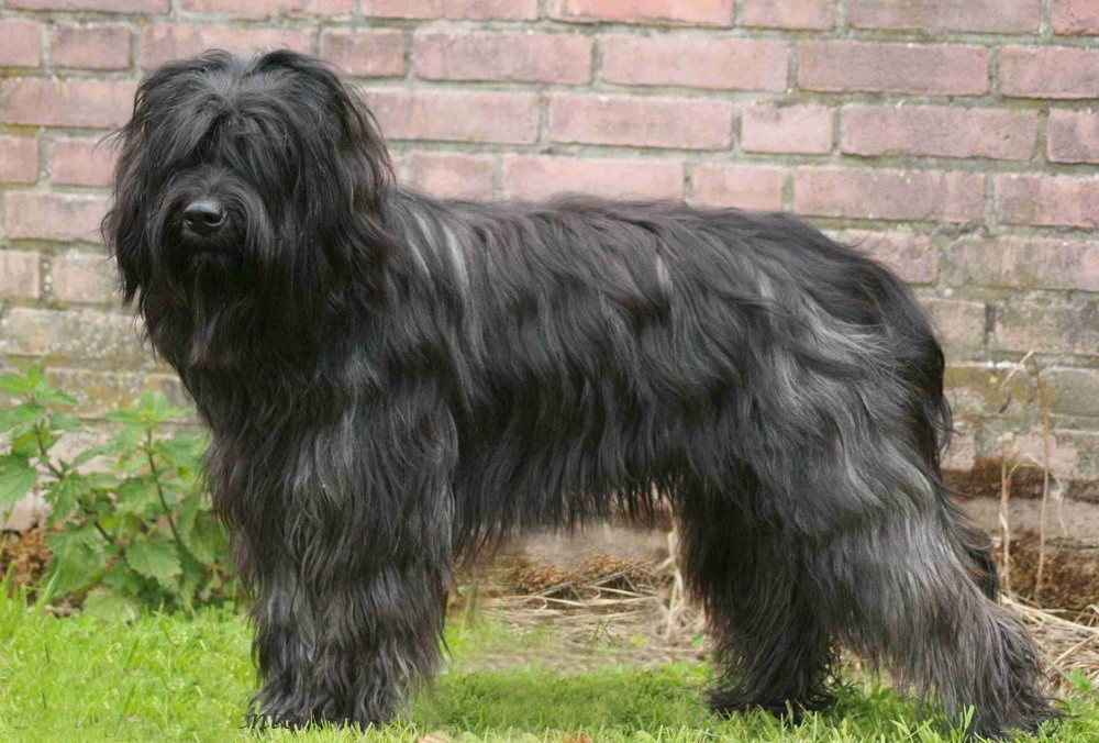 gris dunkel