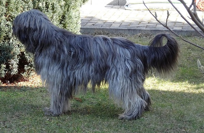 Gris mittel