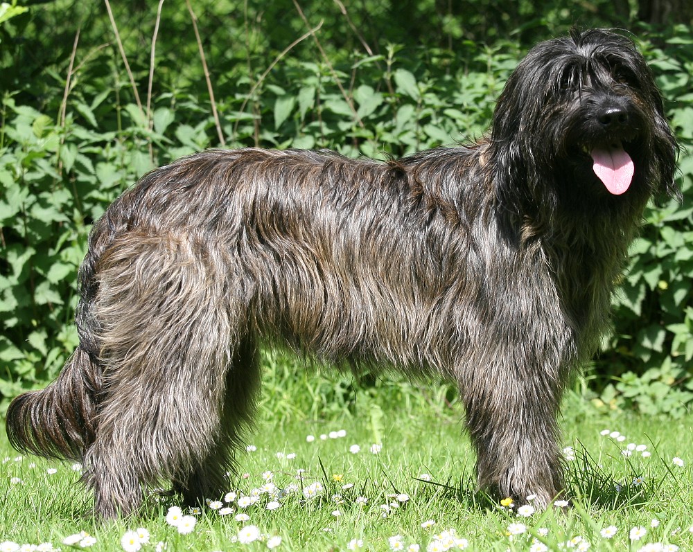 barquillo dunkel