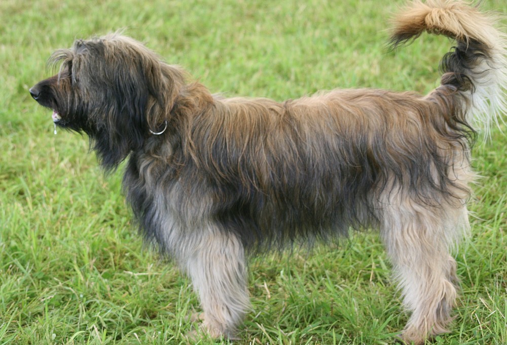 barquillo mittel