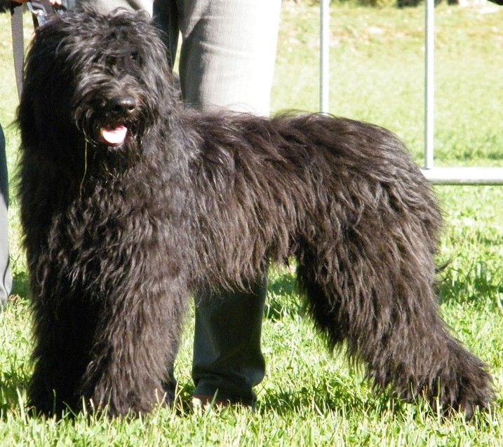 schwarz mittel